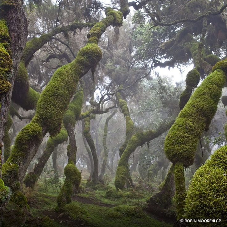 Bale Mountains alpine landscape, Ethiopia